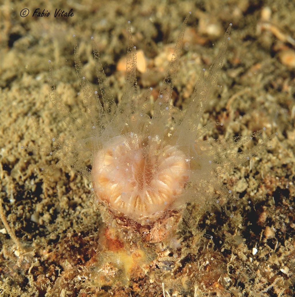 Madreporari in grotta